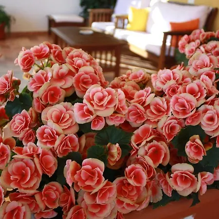 Guest house Casa Laura Pula